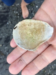 Macomona liliana