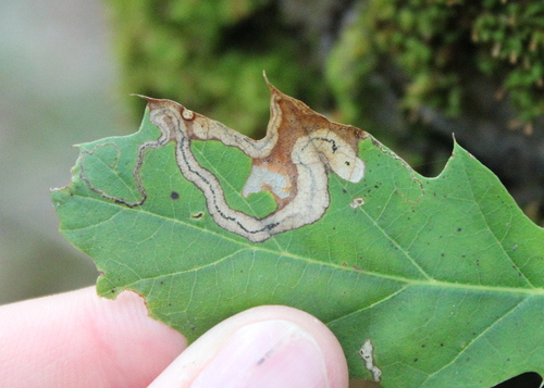 Stigmella quercipulchella group photo 4