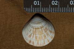 Glycymeris septentrionalis image