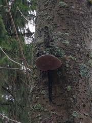 Phellinus alni
