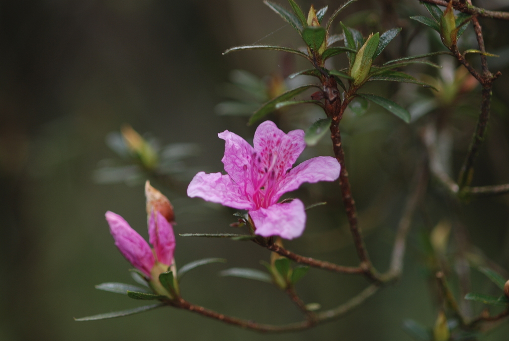 Rhododendron kanehirae