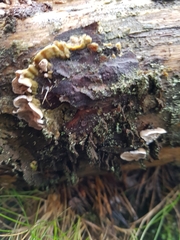 Skeletocutis carneogrisea