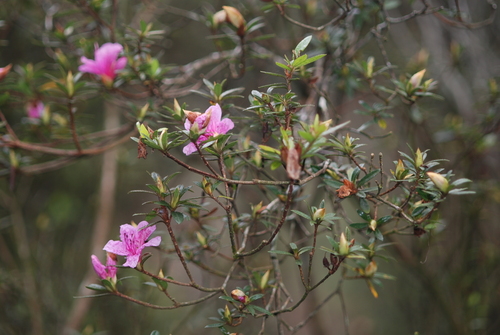 Rhododendron kanehirae