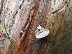 Skeletocutis carneogrisea