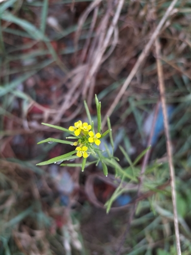 Erysimum cheiranthoides iNat (1)
