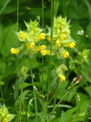 Rhinanthus serotinus aestivalis