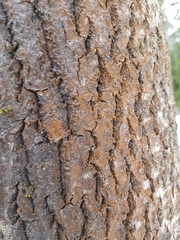 Trentepohlia umbrina