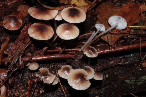 Mycena