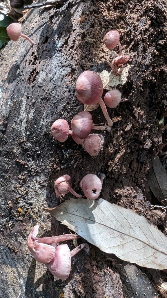 Mycena haematopus · October 2023 · photo: © atsushi_nakajima_cirque (iNaturalist, cc-by)