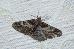 Cleora cinctaria