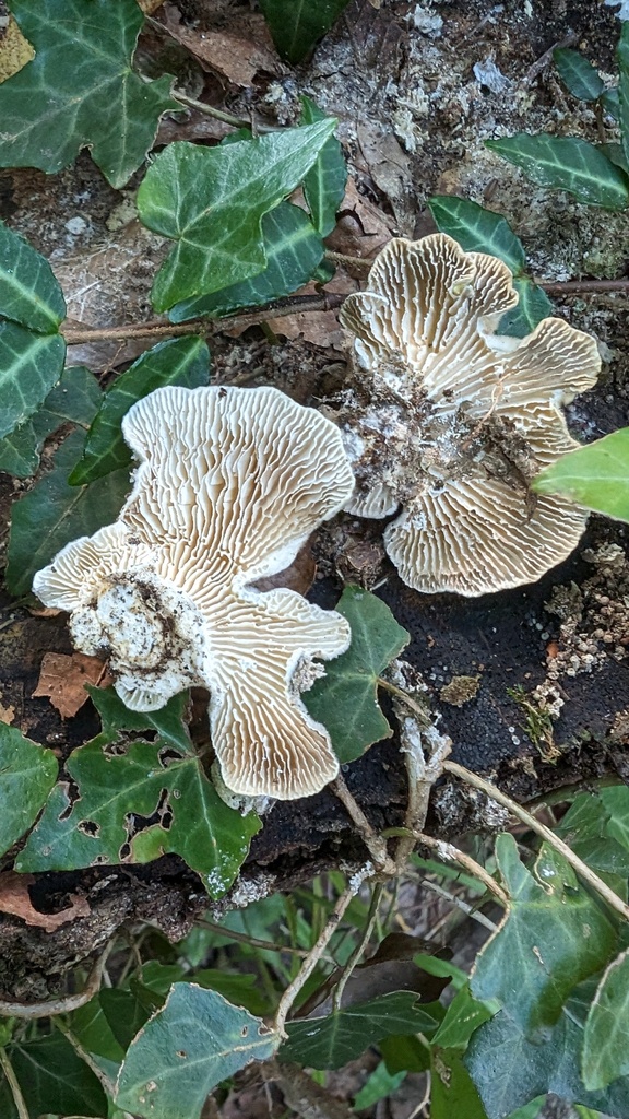 Trametes betulina · October 2023 · photo: © atsushi_nakajima_cirque (iNaturalist, cc-by)