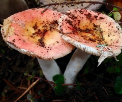 Russula bicolor