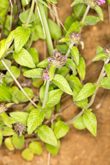 Clinopodium vulgare