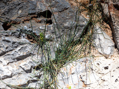 Ephedra distachya