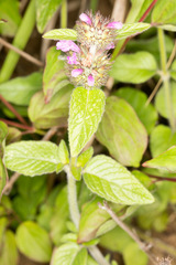 Clinopodium vulgare