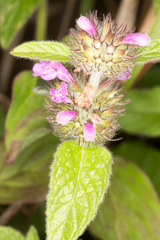 Clinopodium vulgare