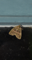 Hydriomena furcata