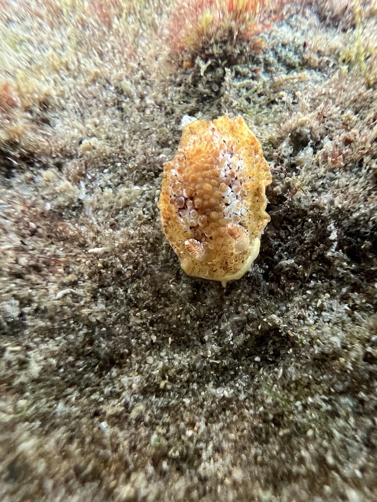 Carminodoris nodulosa from Billa Bilba Creek, Narooma, NSW, AU on ...