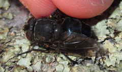 Calliphora quadrimaculata