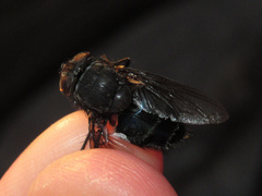 Calliphora quadrimaculata