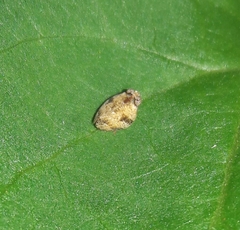 Hemiptera