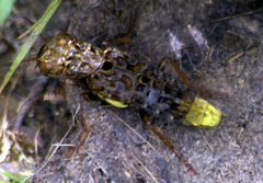 Ontholestes cingulatus