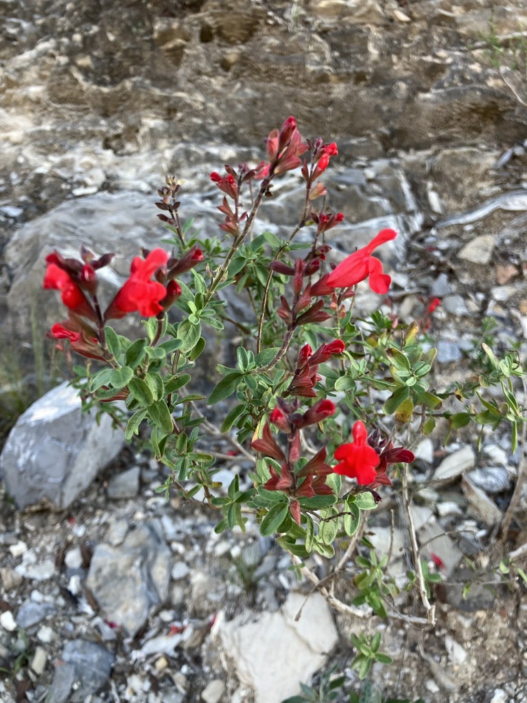 Salvia greggii — a medium houseplant, prefers full sun light