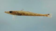 Goby Flathead photo 2