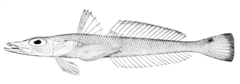 Goby Flathead photo 3