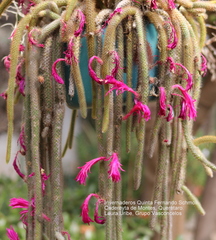 Aporocactus flagelliformis