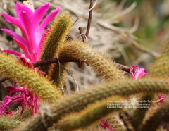 Aporocactus flagelliformis