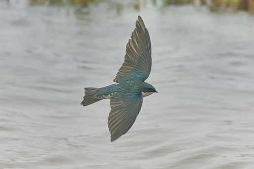 Tree Swallow (Tachycineta bicolor), photo 2