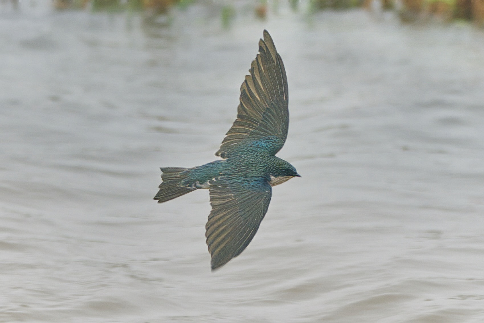 Tree Swallow (Tachycineta bicolor)