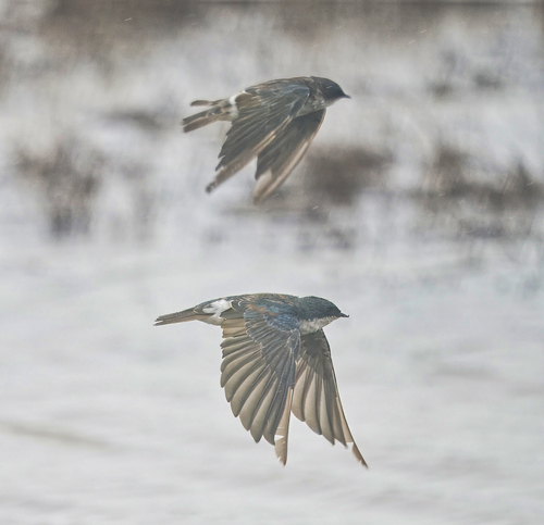 Tree Swallow (Tachycineta bicolor), photo 7