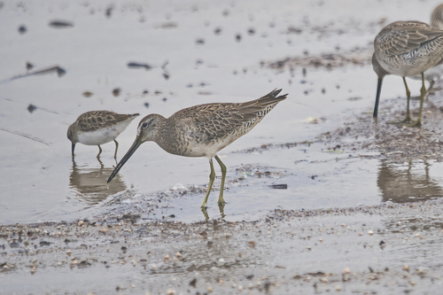 Agujeta escolopácea (Limnodromus scolopaceus)