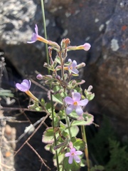 Chaenostoma floribundum