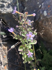 Chaenostoma floribundum