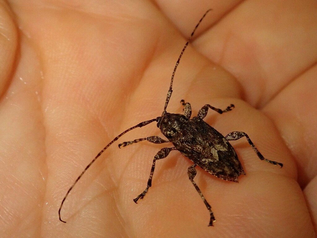 Amniscus assimilis