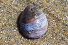 Crepidula onyx