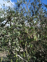 Cadaba natalensis