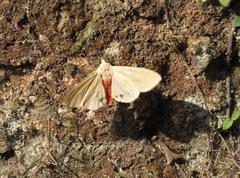 Spilarctia subcarnea