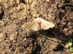 Spilarctia subcarnea