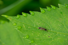 Orchesella flavescens