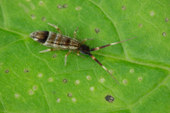 Orchesella flavescens