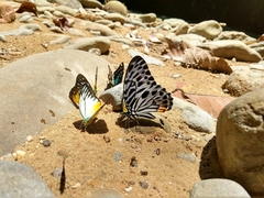 Graphium delessertii
