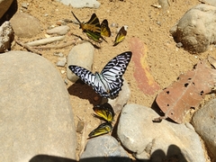 Graphium delessertii
