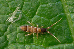 Orchesella flavescens