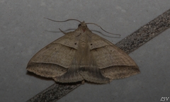Perasia helvina