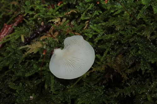 Crepidotus applanatus (Photo 2 of 2)