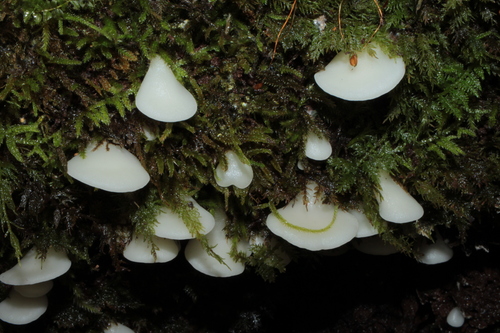 Crepidotus applanatus
